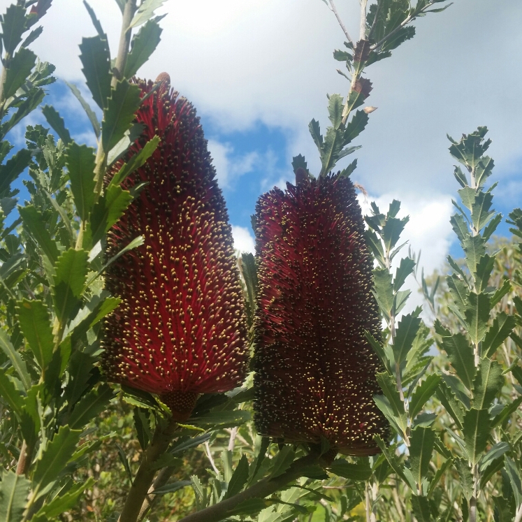 Plant image Banksia praemorsa
