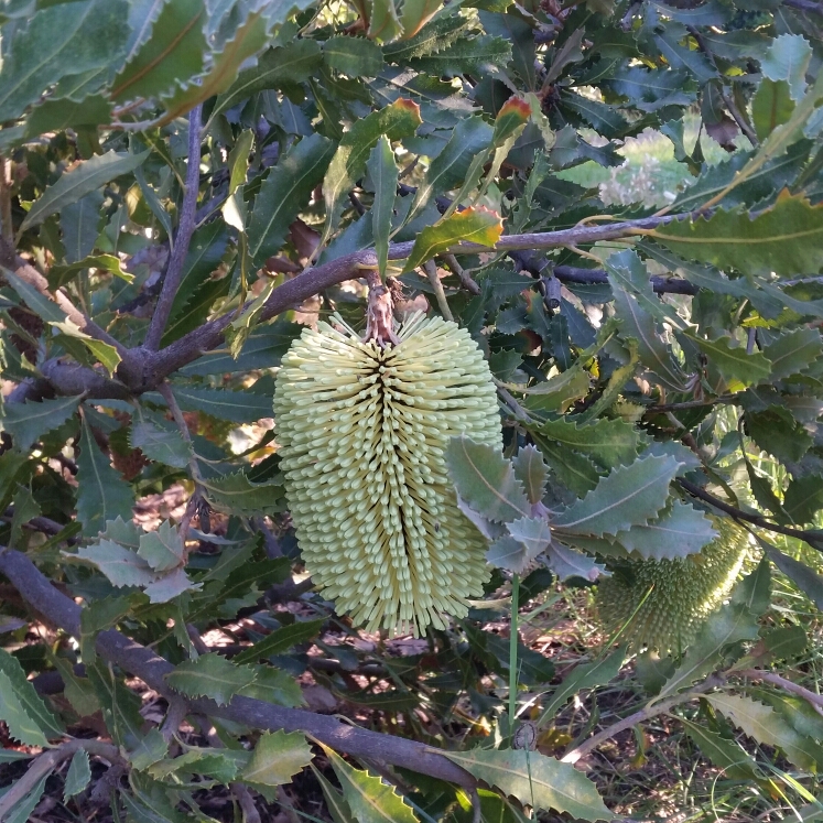 Plant image Banksia lehmanniana