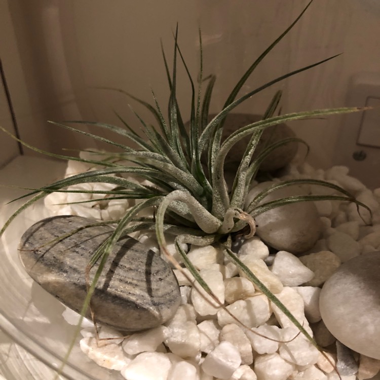 plant image 1171298