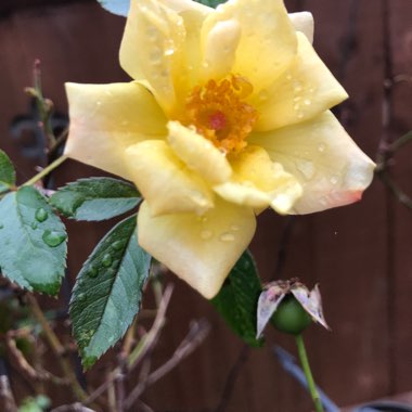 Jennifer's garden