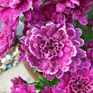 Jennifer's garden
