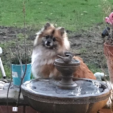 Jennifer's garden