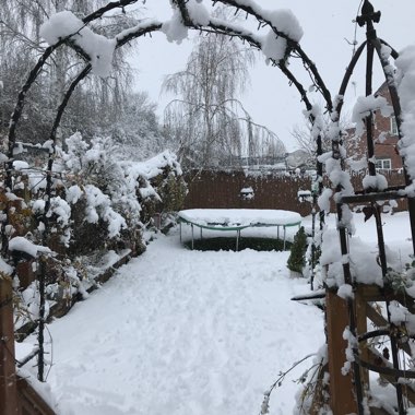 Jennifer's garden