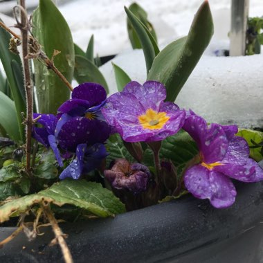 Jennifer's garden