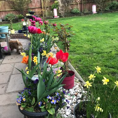 Jennifer's garden