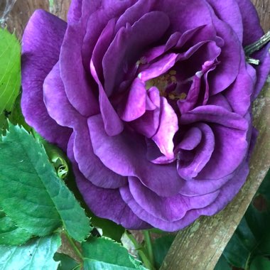 Jennifer's garden