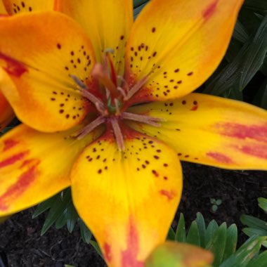 Jennifer's garden