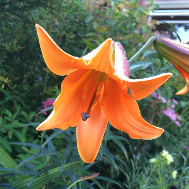 plant image 174505
