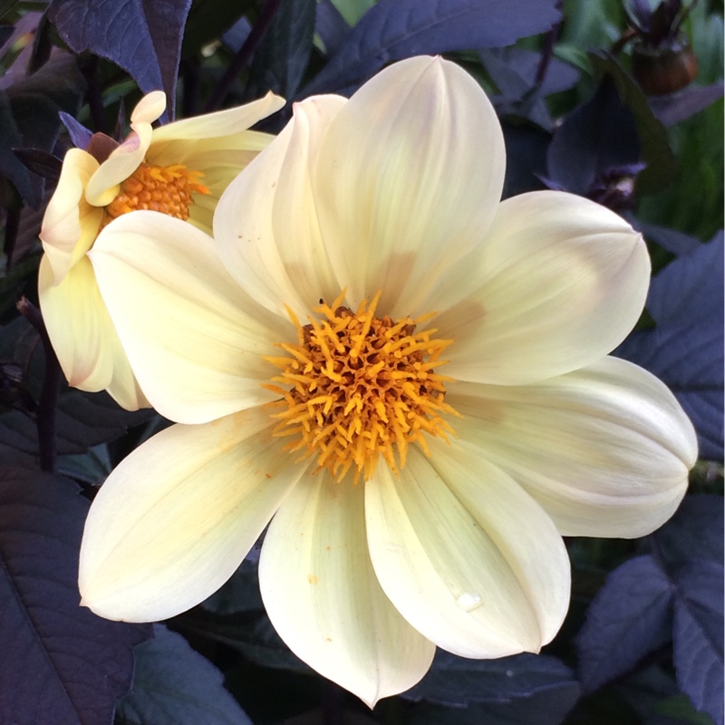 Plant image Dahlia 'Hdw79' (Happy Days Series) syn. Dahlia 'Happy Days Cream'