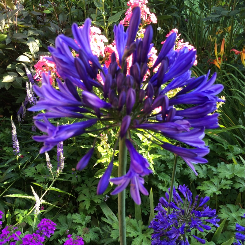 plant image 174529