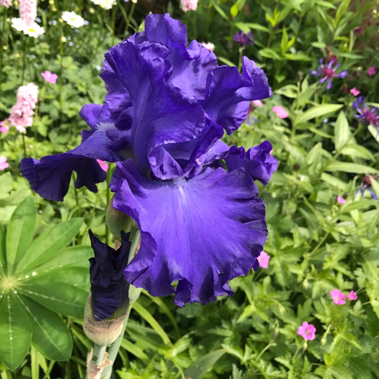 plant image 410130
