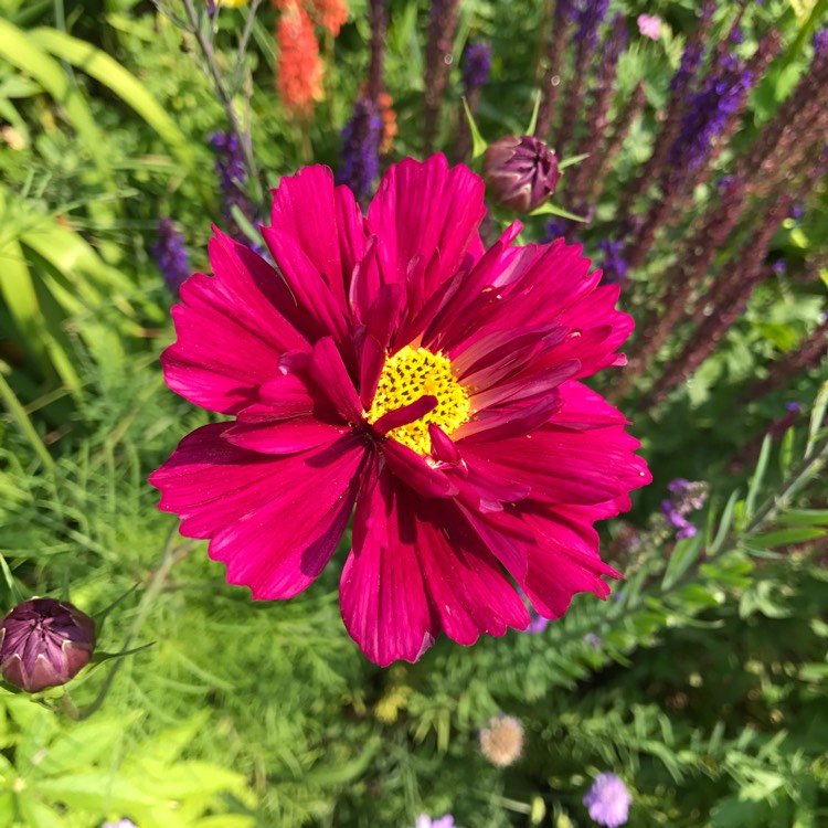 Plant image Cosmos bipinnatus 'Double Click Cranberries'