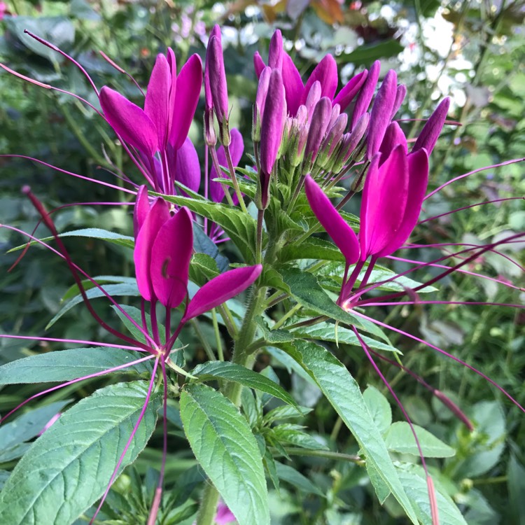 plant image 462646