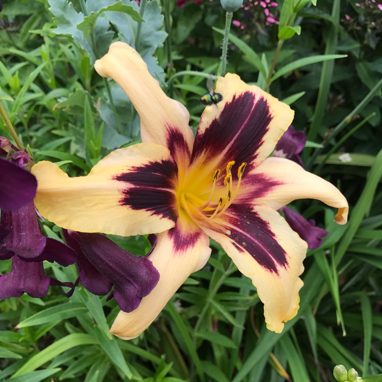 Plant image Hemerocallis 'Wild Horses'