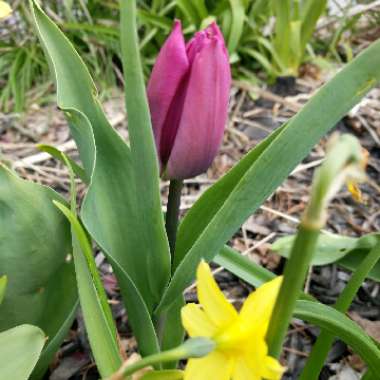 Jenny's garden
