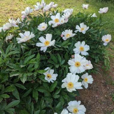 Jenny's garden
