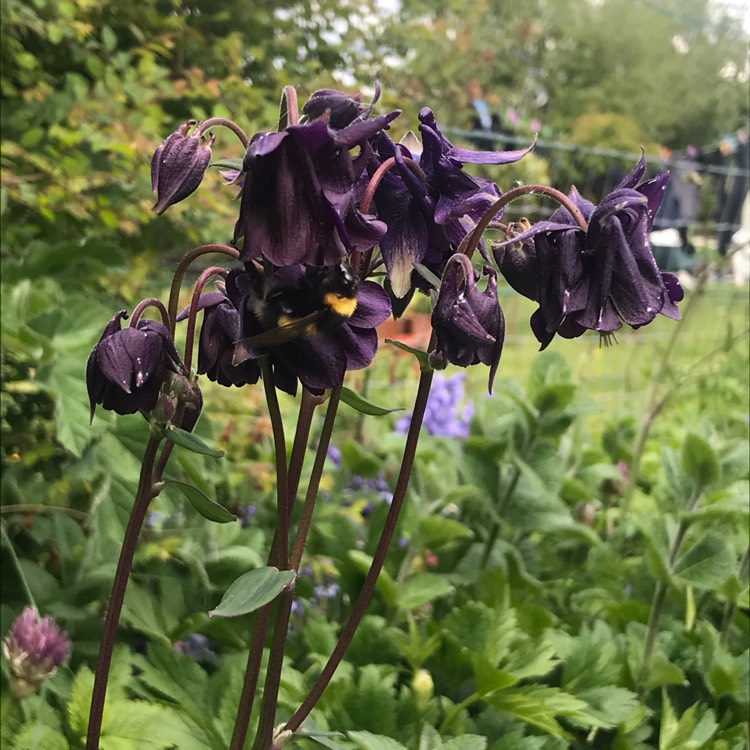 Plant image Aquilegia Vulgaris 'Purple Emperor'
