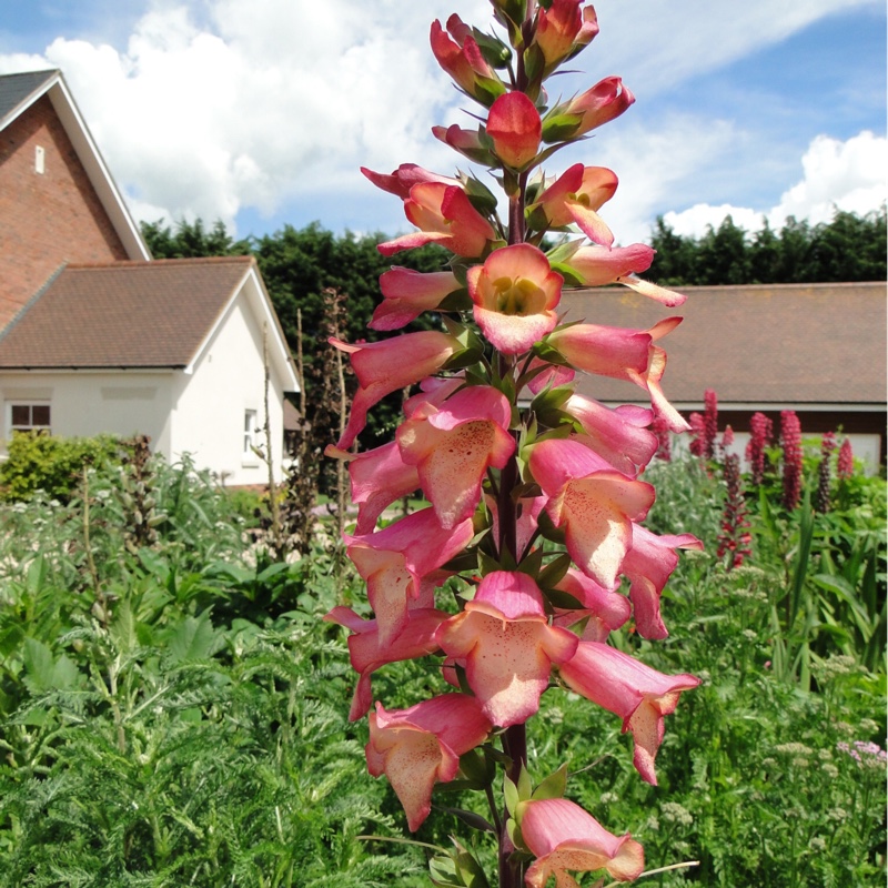 Plant image Digitalis Illumination Series