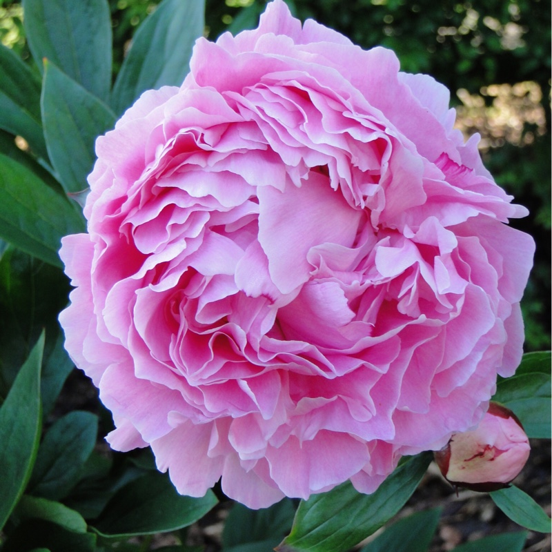 Peony