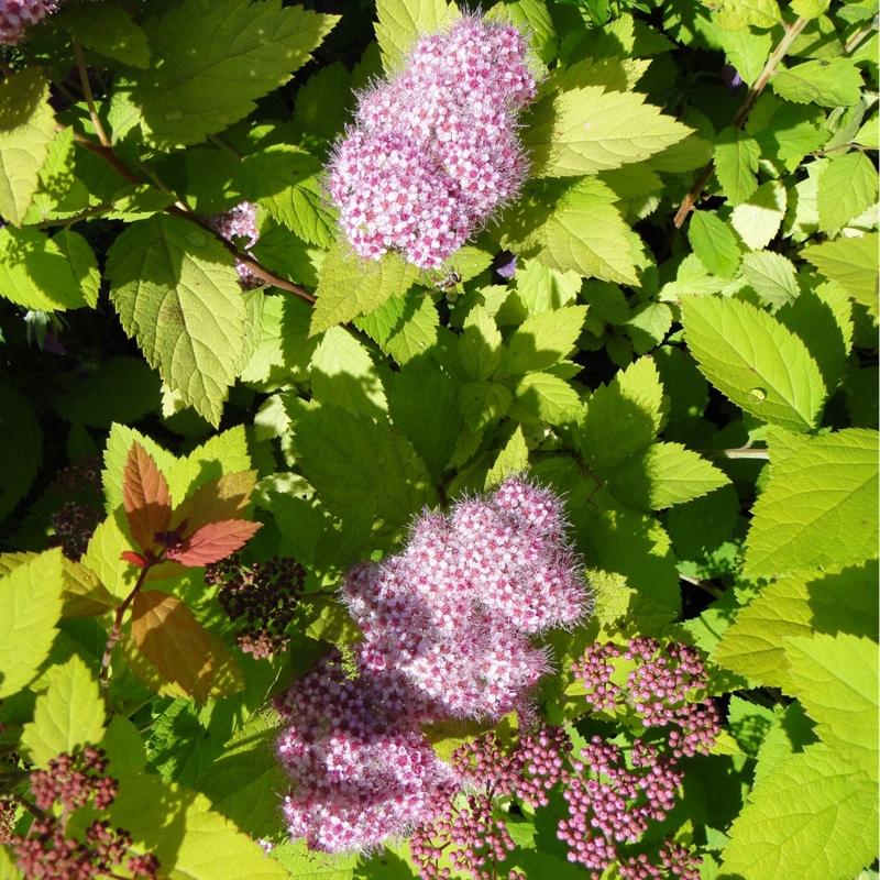 Spiraea