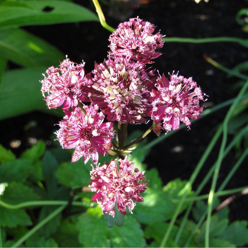 Plant image Astrantia major 'Star of Beauty' (Sparkling Stars Series)