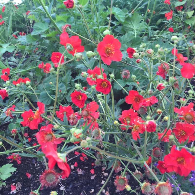 Avens 'Blazing Sunset'