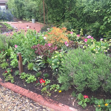 Jenni's garden