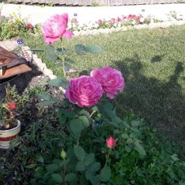 Rosa 'Chicago Peace'