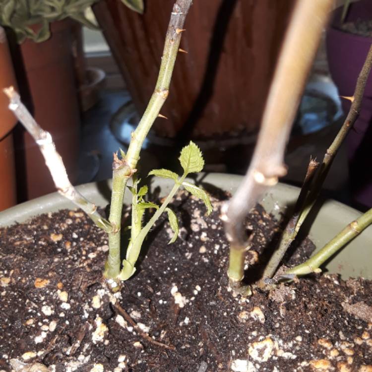 plant image 552895