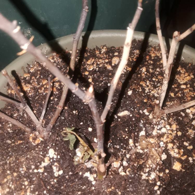 plant image 560306
