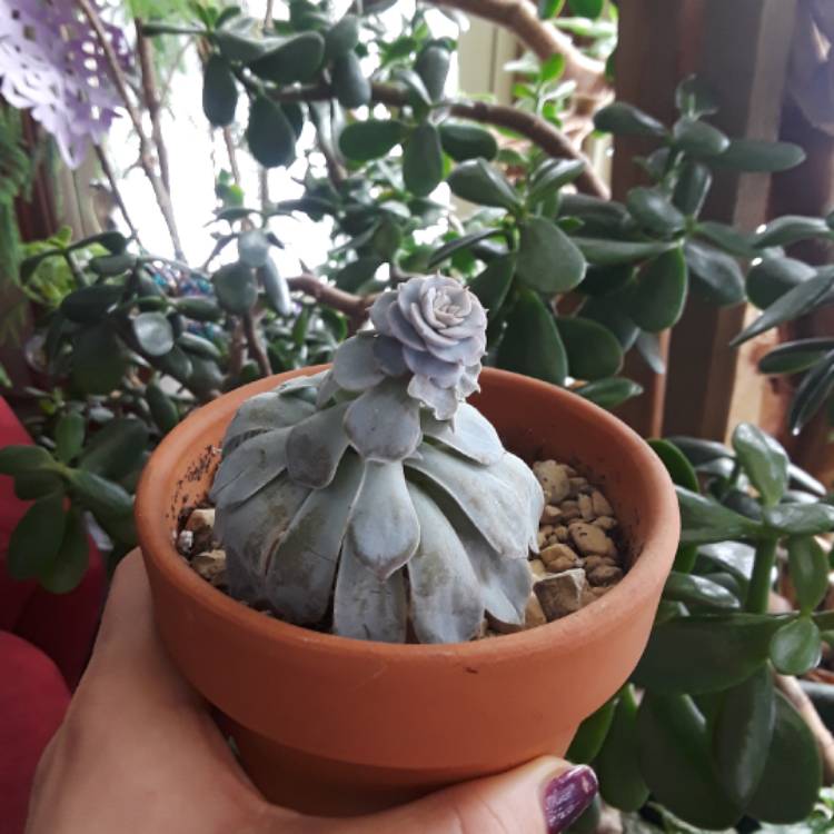 Plant image Echeveria Desmetiana v. Peacocki