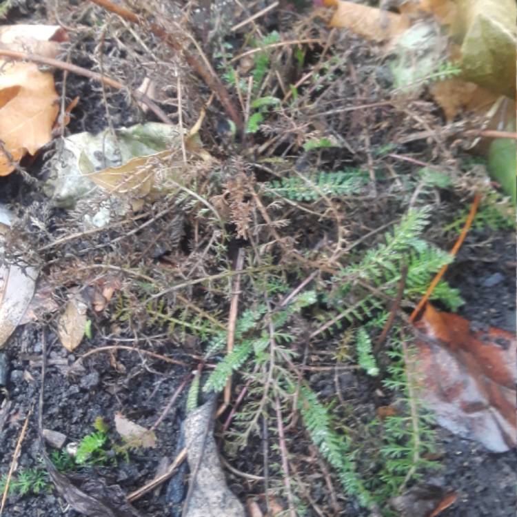 plant image 600111