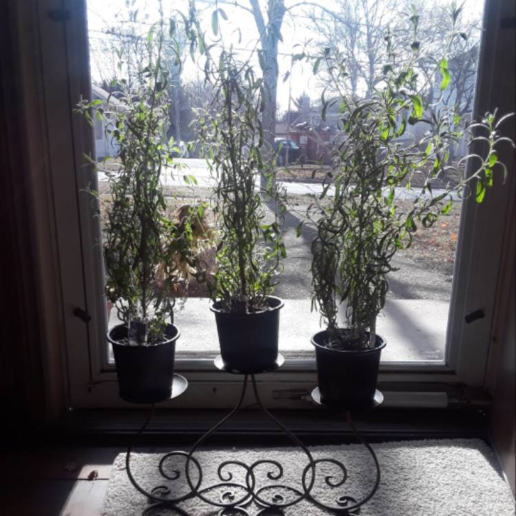 plant image 602147