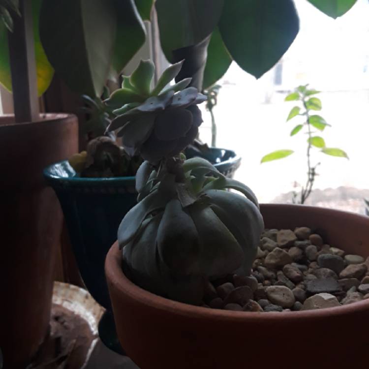 plant image 627326 plant image 627326