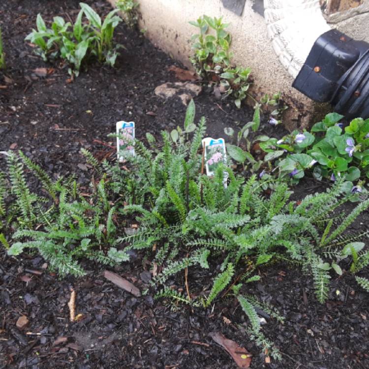 plant image 682410