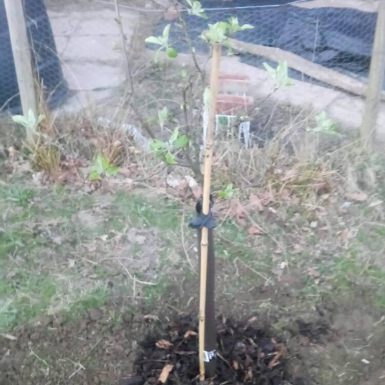 Plant image Malus domestica 'Falstaff'
