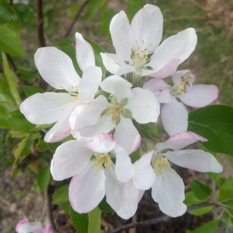 Plant image Malus domestica 'Golden Delicious'