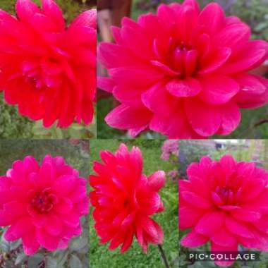 Dahlia 'Christopher Taylor'