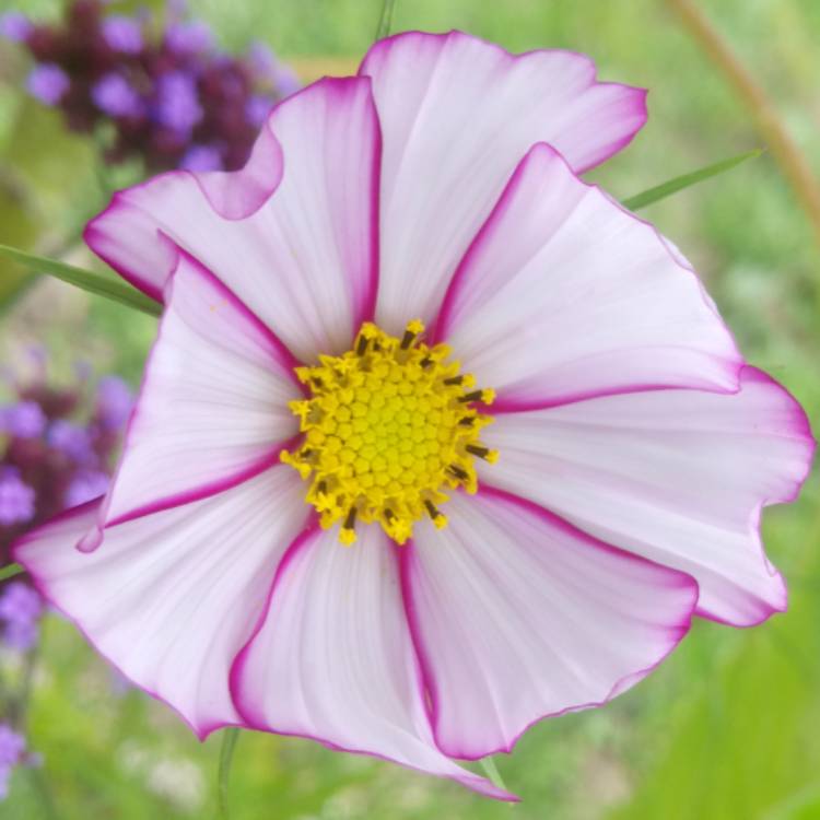 Plant image Cosmos Bipinnatus 'Cupcake'