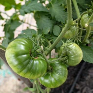 Jim's garden