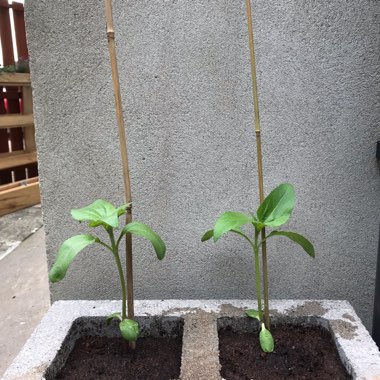 Helianthus annuus