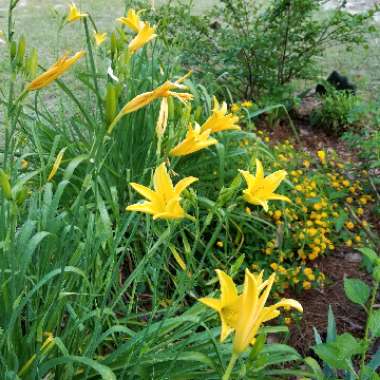 Hemerocallis 'Stella De Oro'