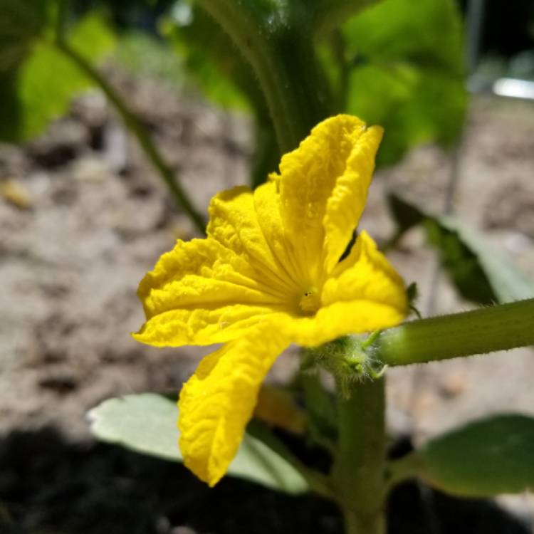 Plant image Cucumis sativus 'Burpless'