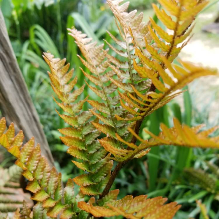 Plant image Dryopteris erythrosora 'Brilliance'