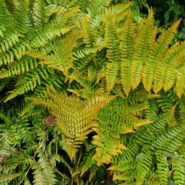 plant image 1340597 plant image 1340597