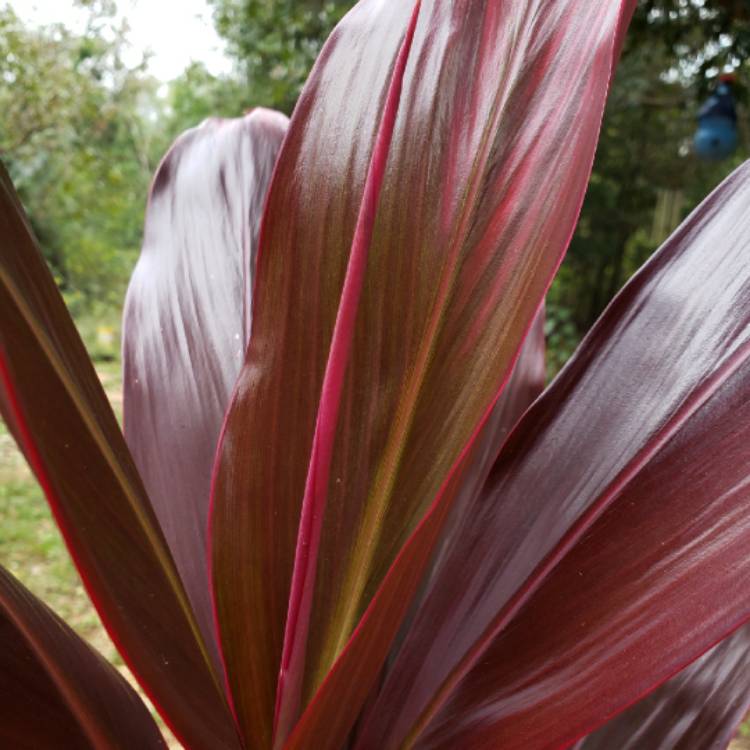 plant image 1406197