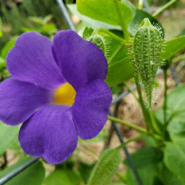 Tibouchina semidecandra