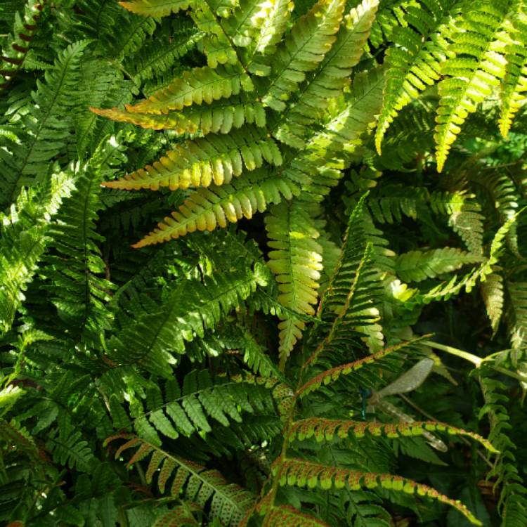 plant image 1409405 plant image 1409405