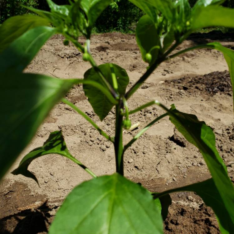 plant image 1468086
