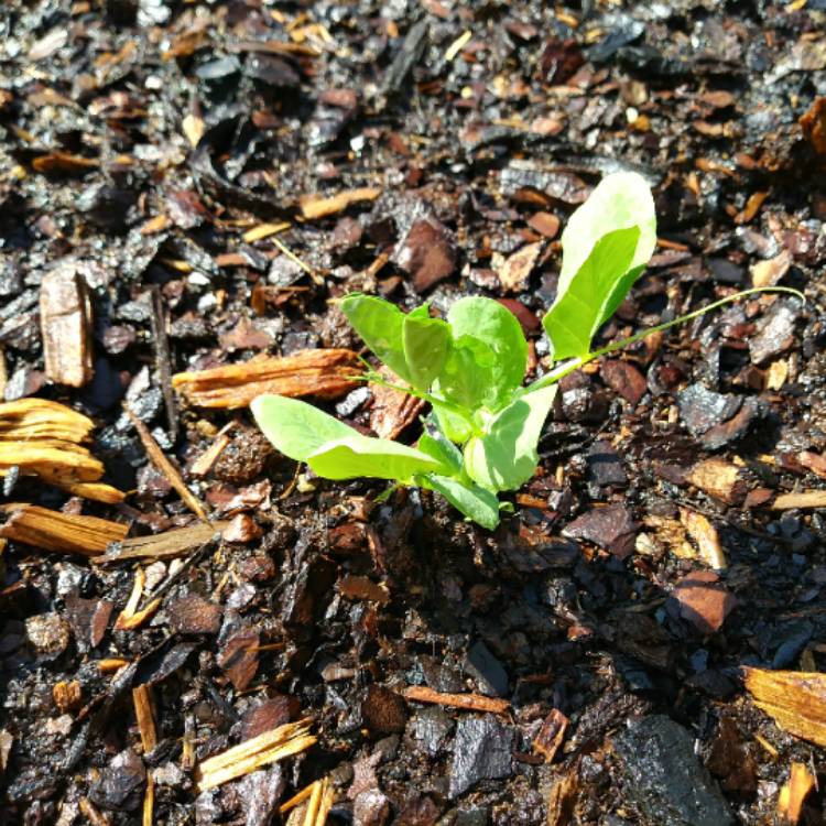 Plant image Pisum Sativum var. saccharatum 'Mammoth Melting Sugar'